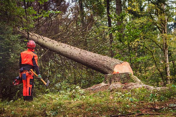 Istockphoto 537463844 612x612